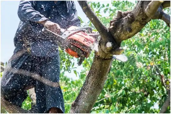 tree services North Rock Springs
